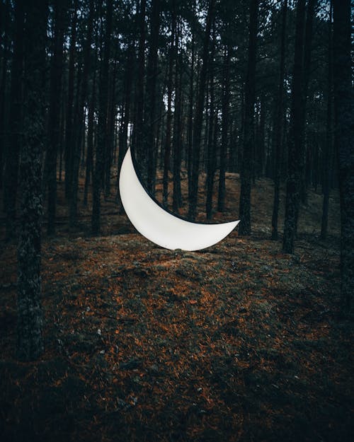 Fotobanka s bezplatnými fotkami na tému diaľničná nálepka, les, mesiac v tvare kosáka