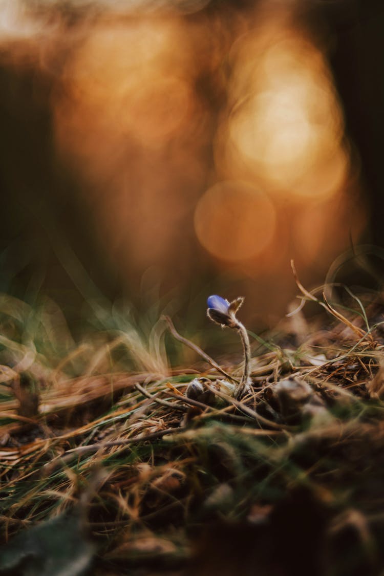 Flower Sprouting From Ground