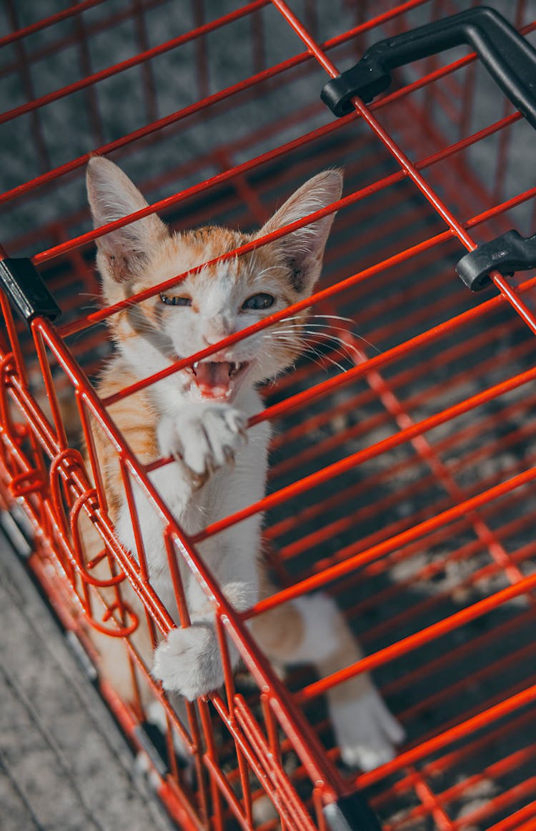 A Cat On A Cage