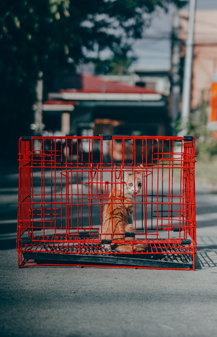 A Cat In Red Steel Cage