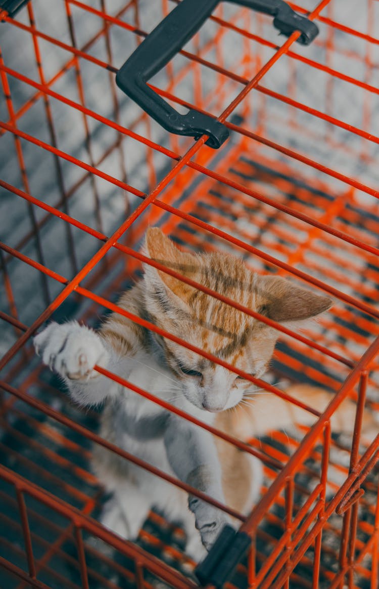 A Cat On A Metal Cage