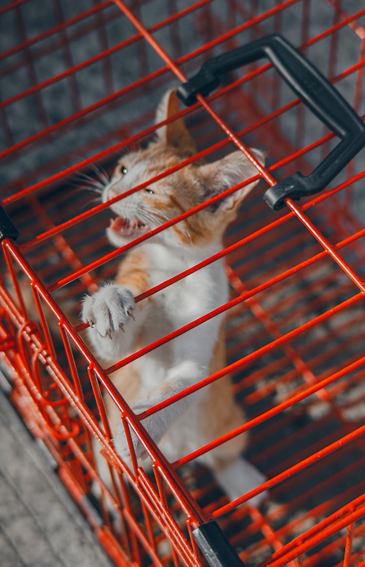 Angry Tabby Cat On Red Metal Cage