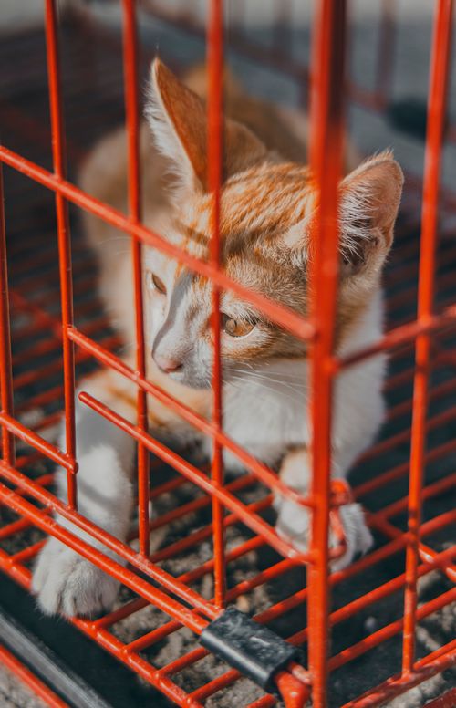 Free Adorable ginger cat peering through a red cage, looking curious and calm. Stock Photo
