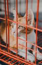 Orange and White Tabby Cat on Cage