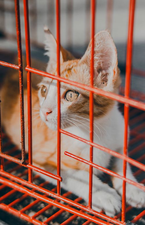 Free Adorable ginger kitten with curious eyes sitting in a vibrant red cage, peering through the bars. Stock Photo