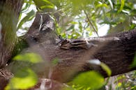 特写：一只印度棕榈松鼠正懒洋洋地躺在树枝上晒太阳