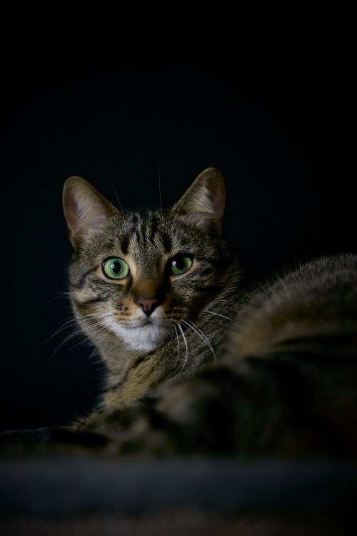 Free A captivating close-up of a green-eyed tabby cat against a dark background. Stock Photo