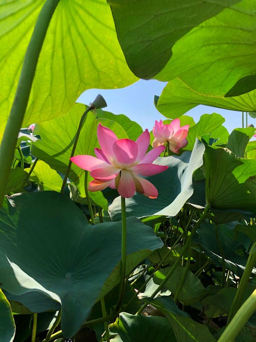 Kostenloses Stock Foto zu 'indian lotus', blätter, blühen