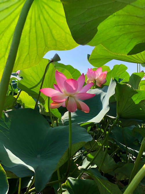 Gratis stockfoto met 'indian lotus', bladeren, bloeien