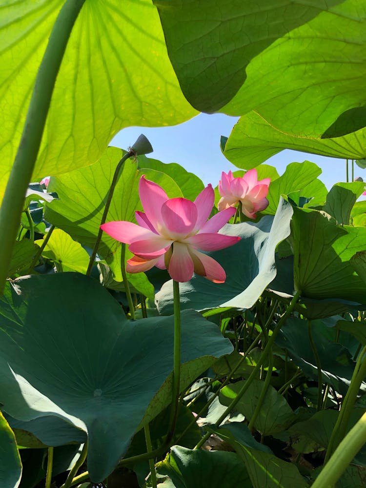 A Pink Indian Lotus Flower Near Green Leaves