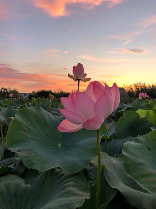 Close Up Photo of Plant with Pink Flower