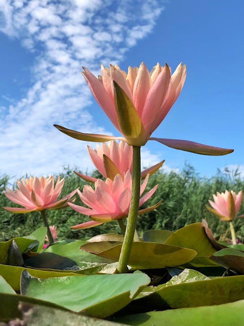 Free Pygmy Water lilies under a Blue Sky Stock Photo