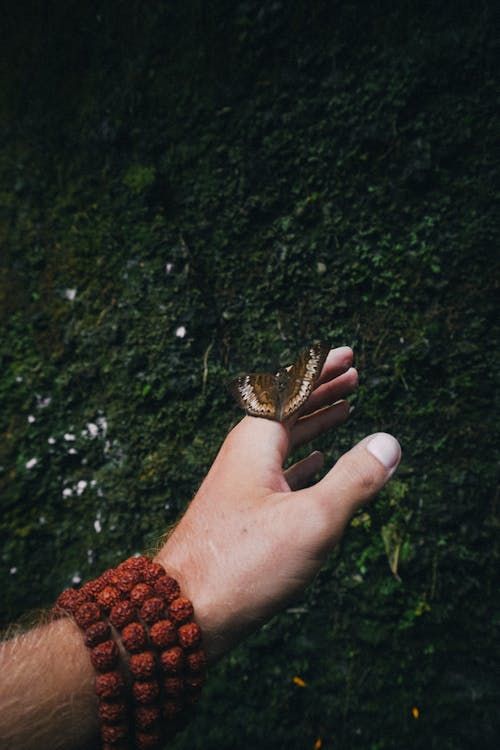 A Brown Butterfly on a Person's Hand