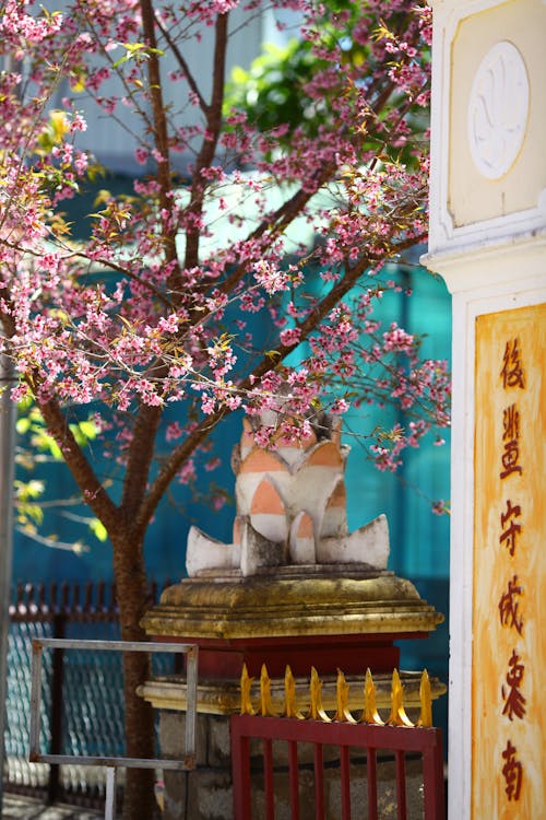 Blooming Tree by Asian Temple