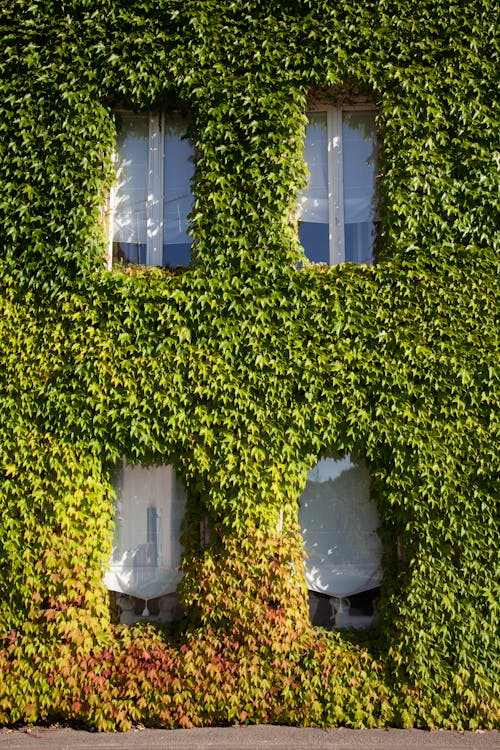 Building with Glass Windows Covered with Clinging Plant