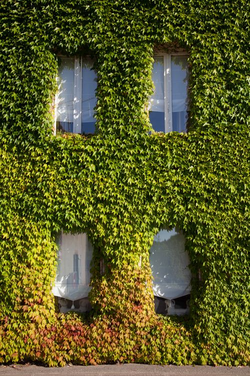 Free A building wall adorned with lush green vines and clear glass windows, creating a natural facade. Stock Photo