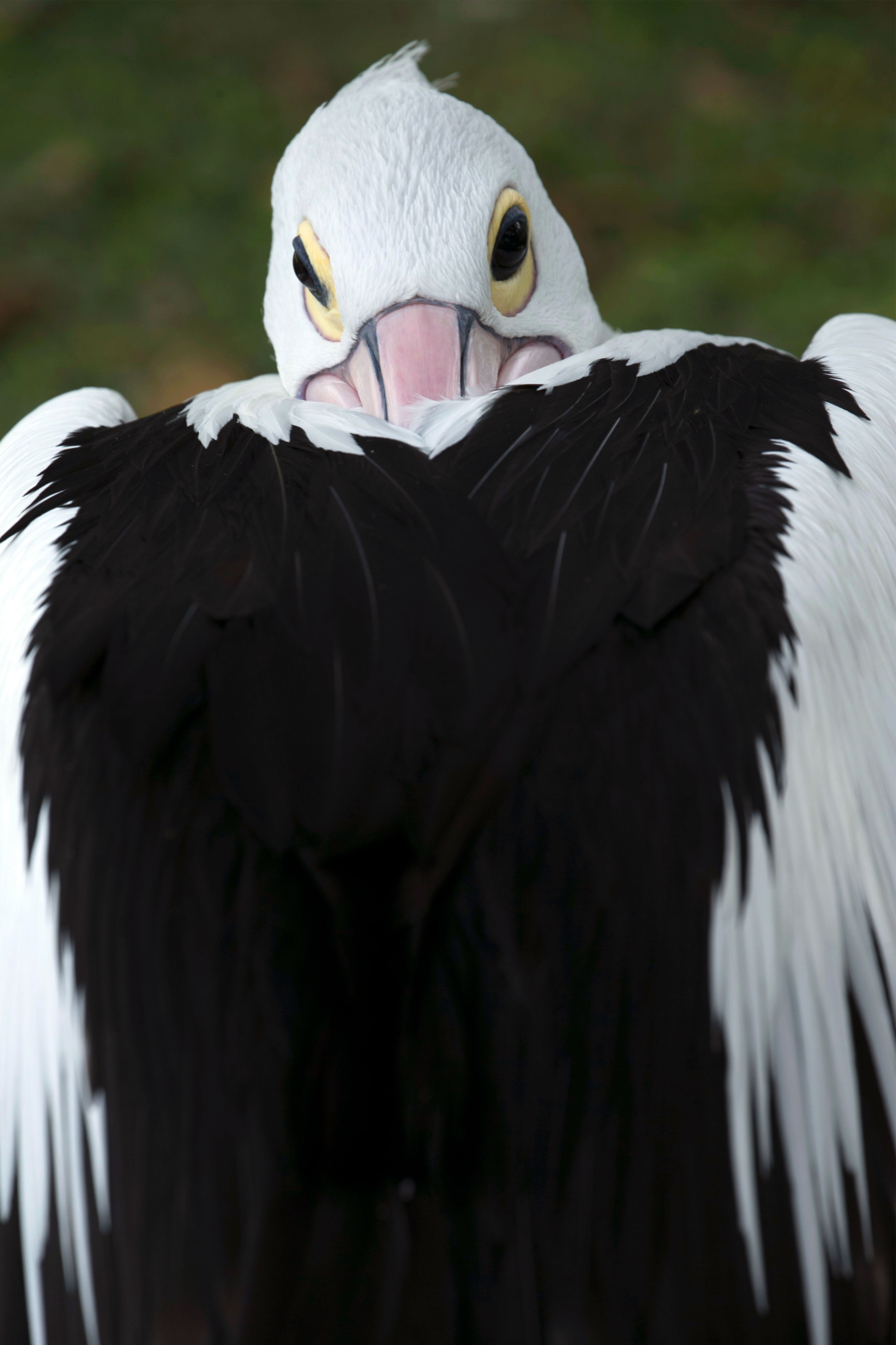 Close Up Photo of a Bird · Free Stock Photo