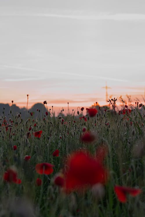Field of Red Poppies at Dusk