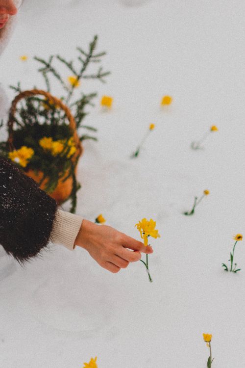 Free A person picks yellow flowers from a snow-covered ground, creating a contrast between winter and vibrant flora. Stock Photo
