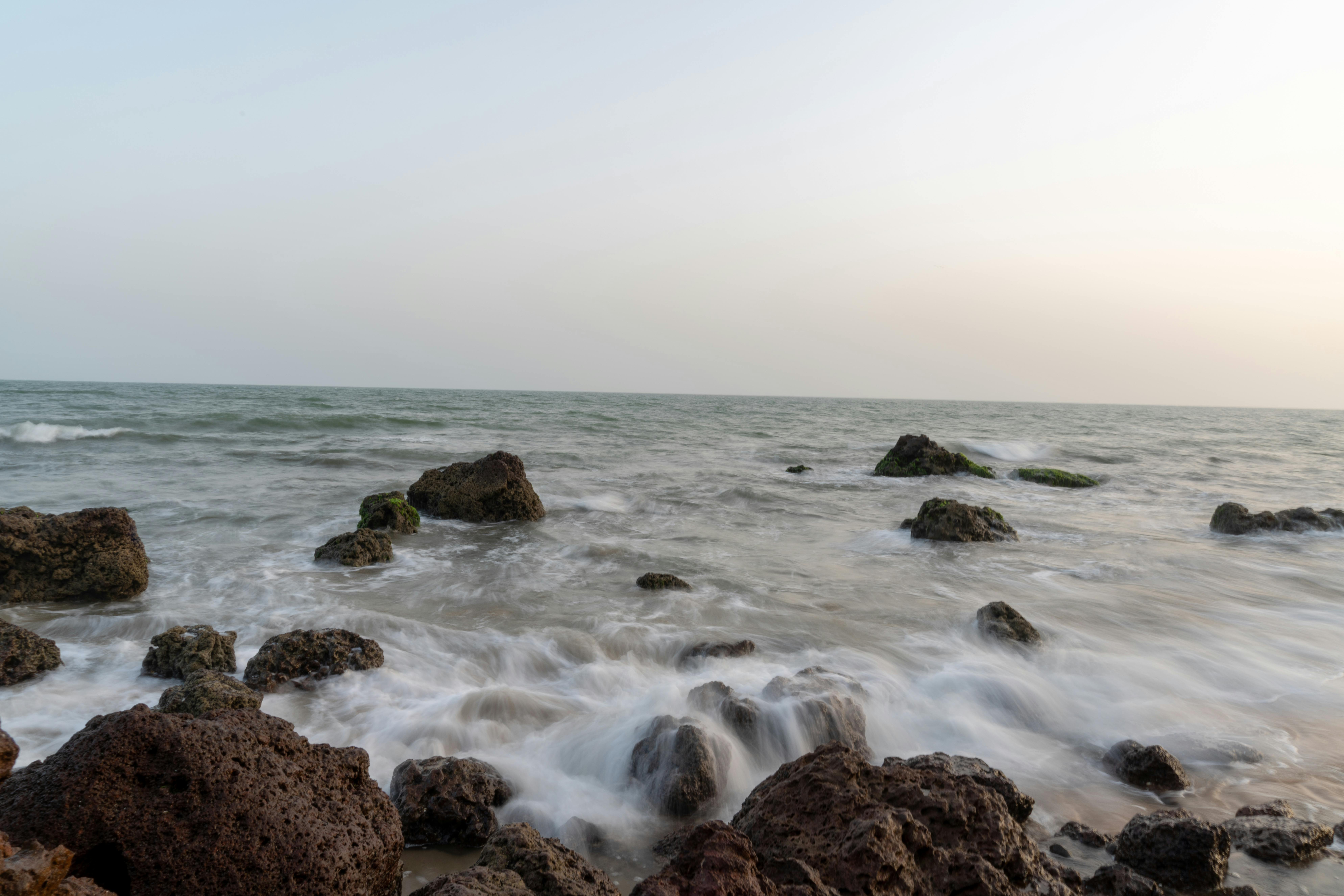 Kostenloses Foto zum Thema: affe, affen, afrika