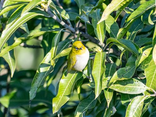 Free A close-up of a Warbling White-eye bird resting on lush green leaves in sunlight. Stock Photo