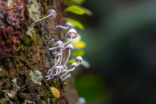 Gratis stockfoto met champignons, detailopname, fungus