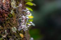 Close Up Photo of Mushrooms