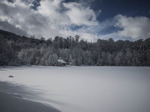 冬, 寒波, 木の無料の写真素材