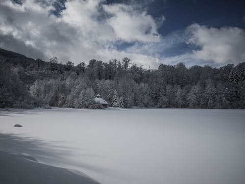 Snow Covered Ground and Trees