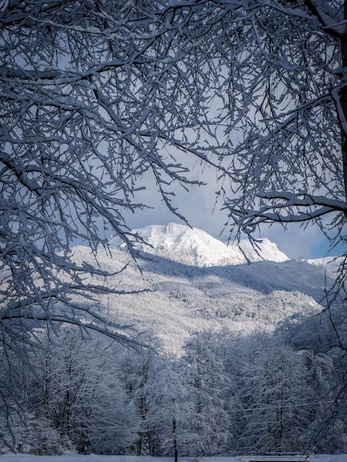 Trees and Mountain Covered with Snow