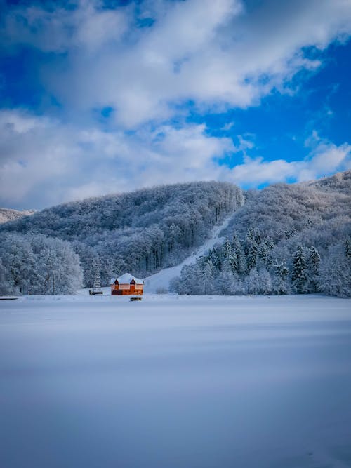 Immagine gratuita di foresta, freddo, inverno