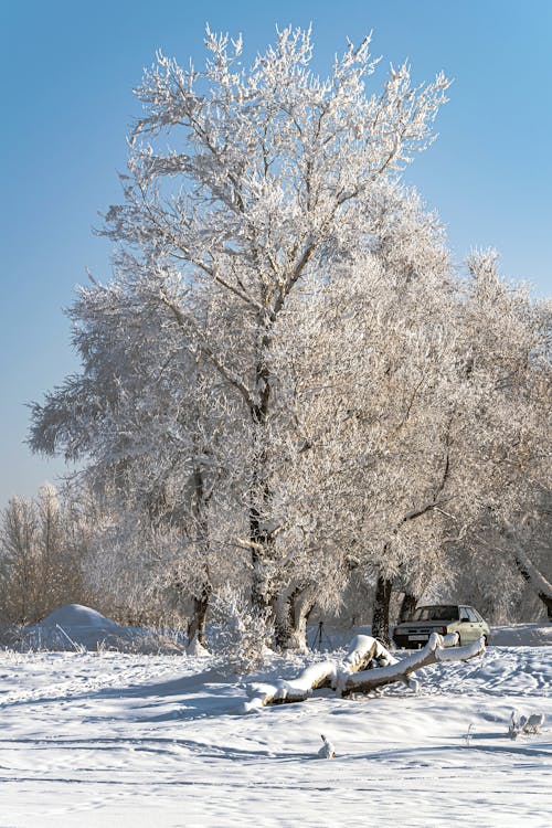 Free White Trees on Snow Covered Ground Stock Photo
