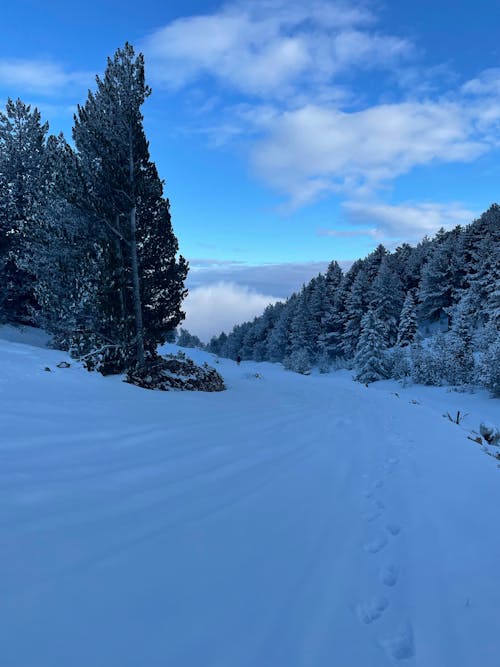 ağaçlar, dikey atış, kar yağışlı içeren Ücretsiz stok fotoğraf