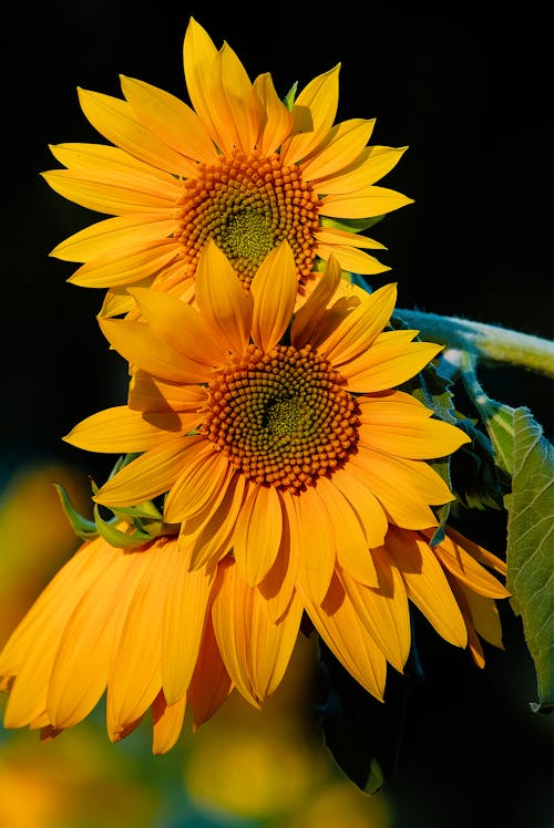 Sunflowers in Close Up Photography