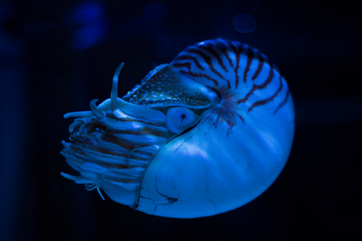 Close-up of a nautilus in blue lighting, showcasing underwater sea life.