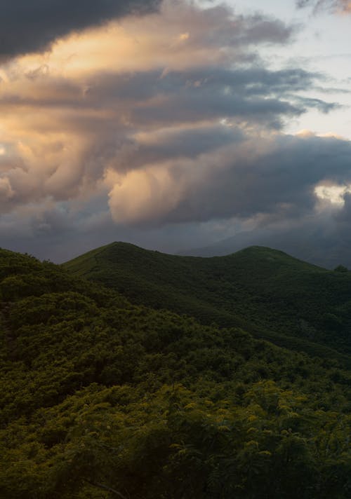 叢林, 垂直拍攝, 山 的 免費圖庫相片