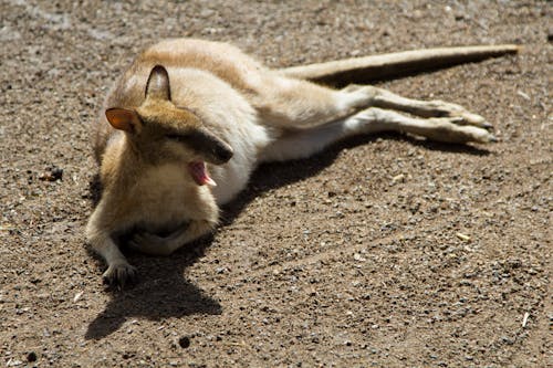 Wallaby Liegt Gähnend Im Sand