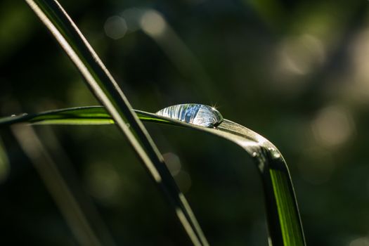 Close Up Photo Droplet on Leaf