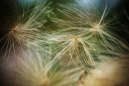 Delicate Dandelion Seeds