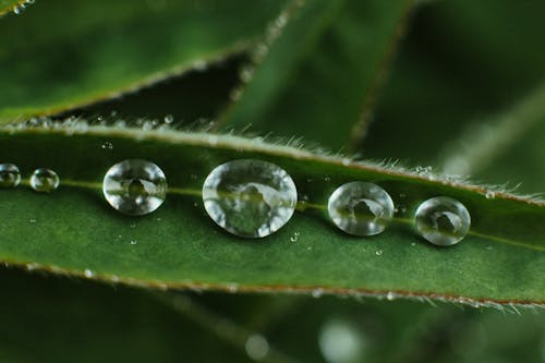 Green Leaf with Water Droplets