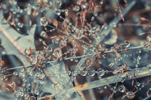 bitki, çiy damlaları, ıslak içeren Ücretsiz stok fotoğraf
