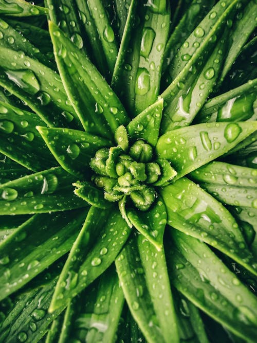 Green Leaves in Drops of Water 