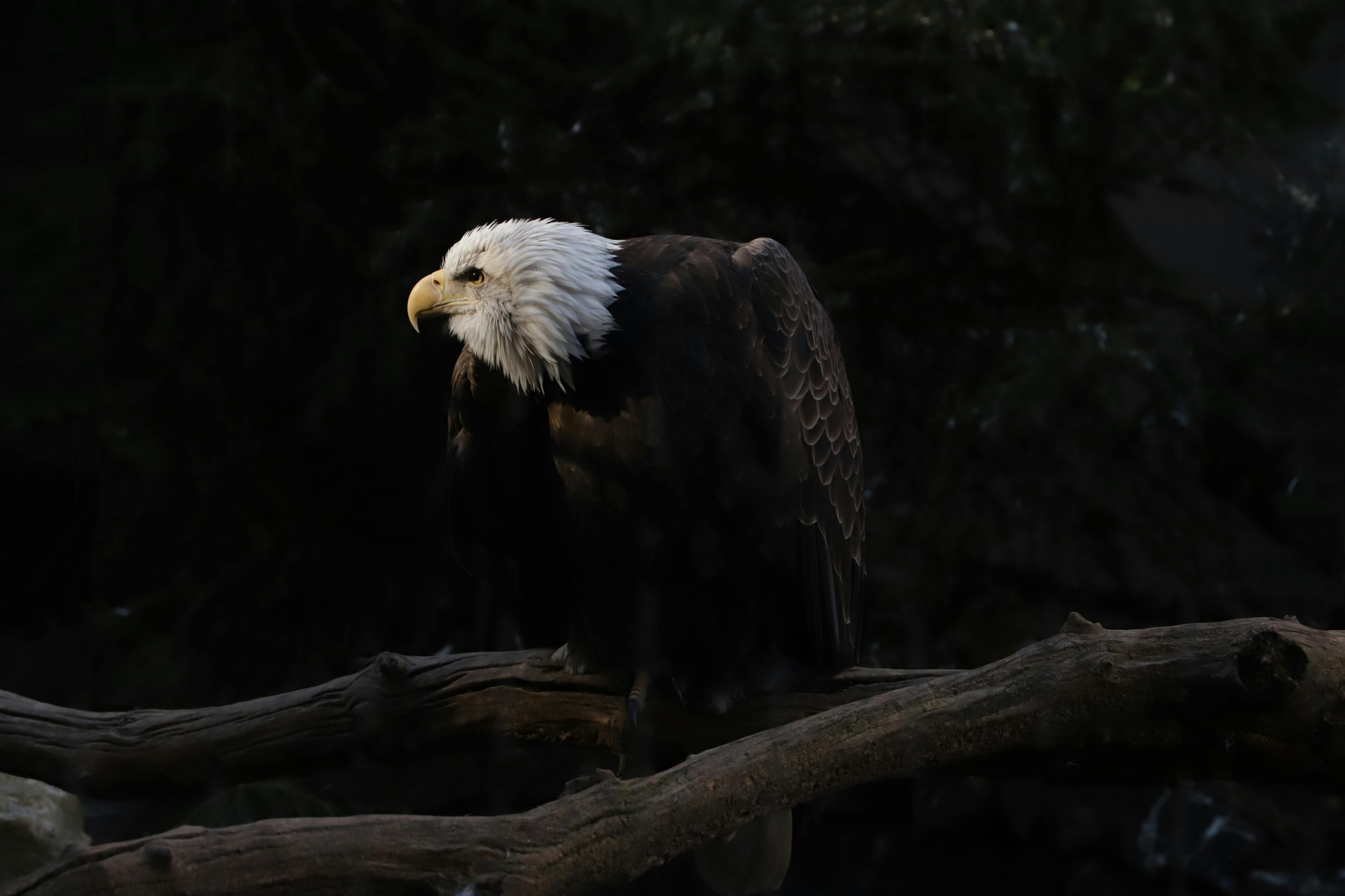 bald eagle perching on branch