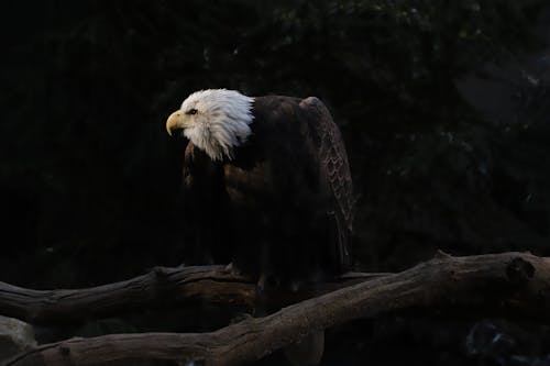 Bald Eagle Perching on Branch