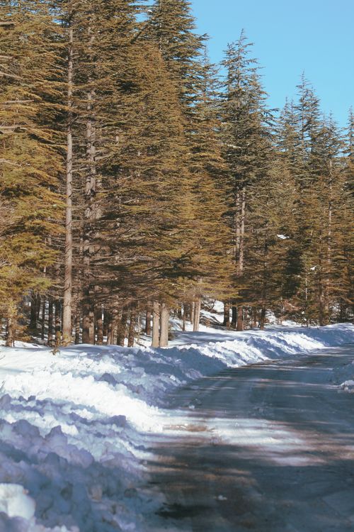 Free Serene winter road through snow-covered pine forest under a clear blue sky. Stock Photo