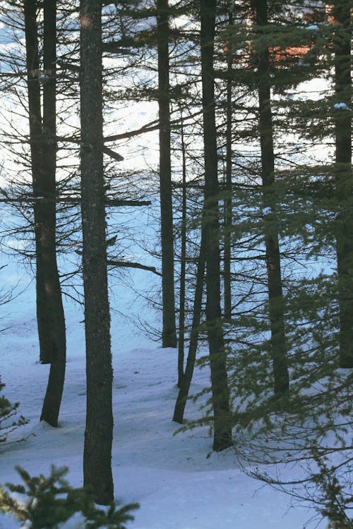 Trees in the Forest During Winter Season