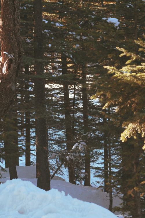 Free Peaceful winter forest scene with snow and sunlit evergreens perfect for nature lovers. Stock Photo
