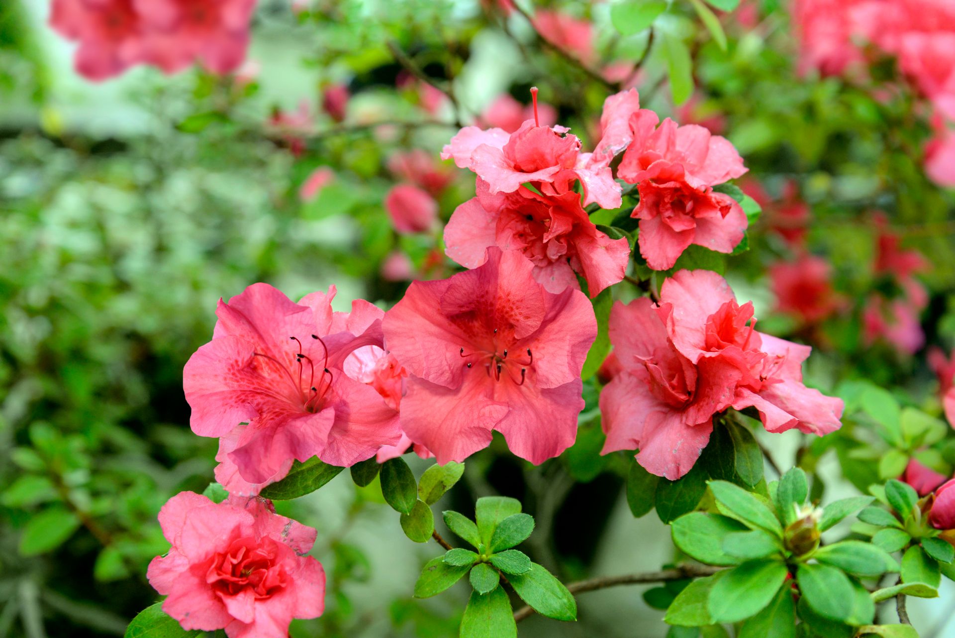 Vivid azalea flowers in full spring bloom, showcasing bright pink petals and lush green foliage.