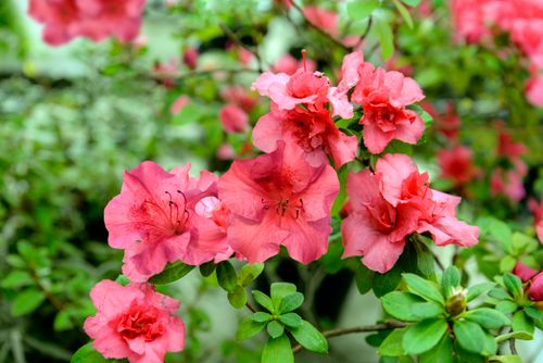 Free Vivid azalea flowers in full spring bloom, showcasing bright pink petals and lush green foliage. Stock Photo
