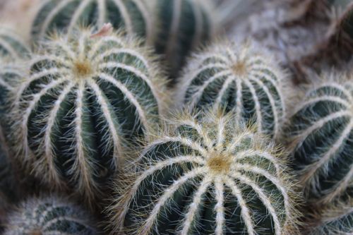 Free Detailed macro shot of barrel cacti showcasing intricate spines and patterns. Stock Photo